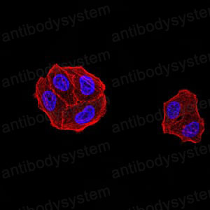 Валидация IF - AntibodySystem RHK42201 (1513)