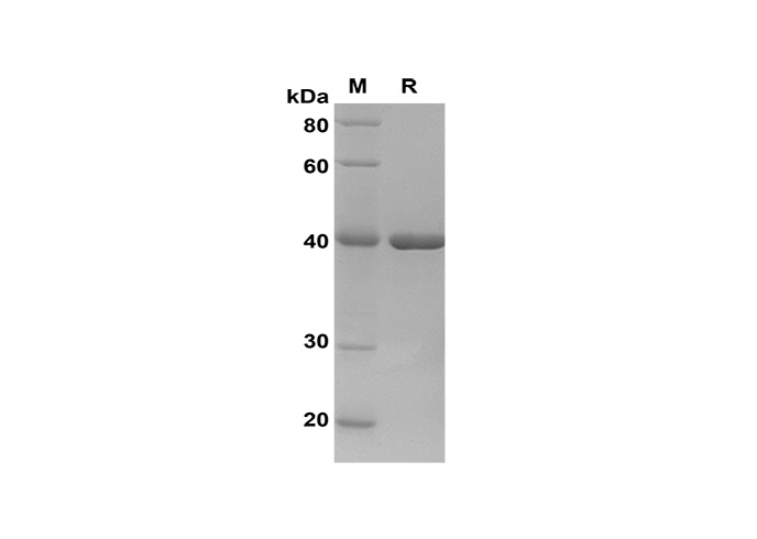 Валидация Elabscience PDEH100622(134)