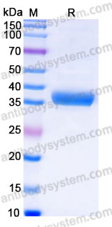 YHG30703, SDS-PAGE