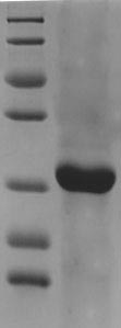 SDS-PAGE