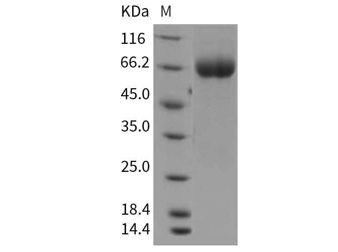 Валидация Elabscience PKSM040371(4373)