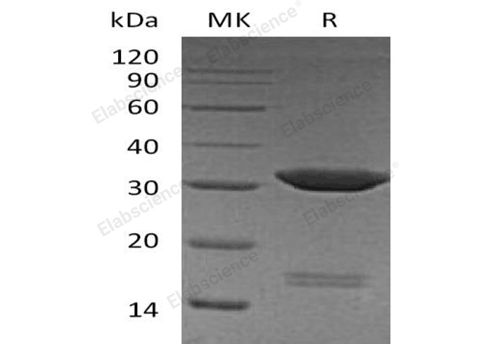 Валидация Elabscience PKSH032162(2688)