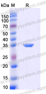 EHD61601, SDS-PAGE