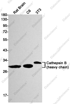 Вестерн-блоттинг, Cathepsin B, ткань мозга крысы и клеточные линии C6, 3T3
