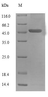 SDS-PAGE