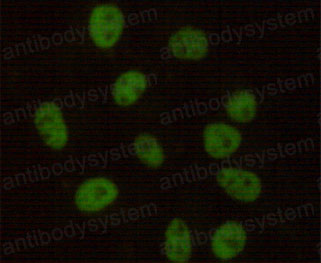 Валидация IF - AntibodySystem RHF68703