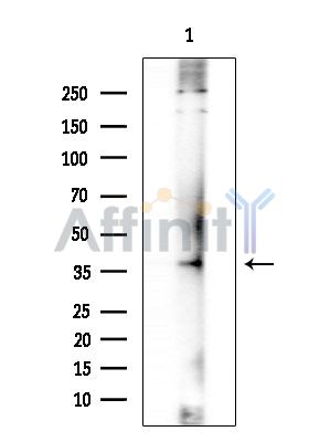 Валидация Affinity DF8368 - 20233