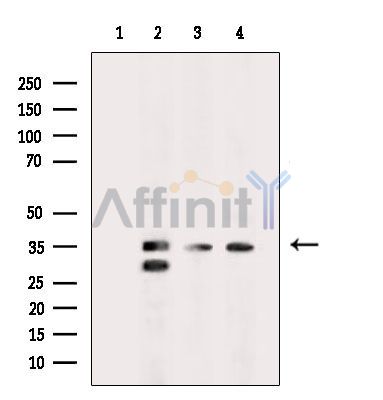 Валидация Affinity DF7293 - 18972
