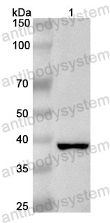 Валидация AntibodySystem PHB23701