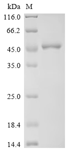 SDS-PAGE