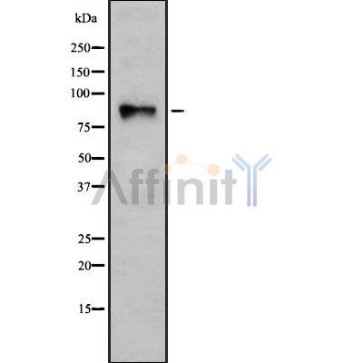 Валидация Affinity DF8013 - 19841