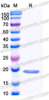 AHE22001, SDS-PAGE