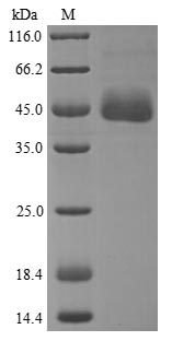 SDS-PAGE