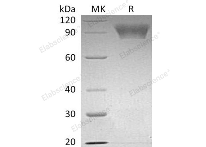 Валидация Elabscience PKSH032797(3216)