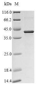 SDS-PAGE