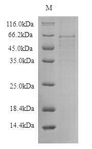 SDS-PAGE
