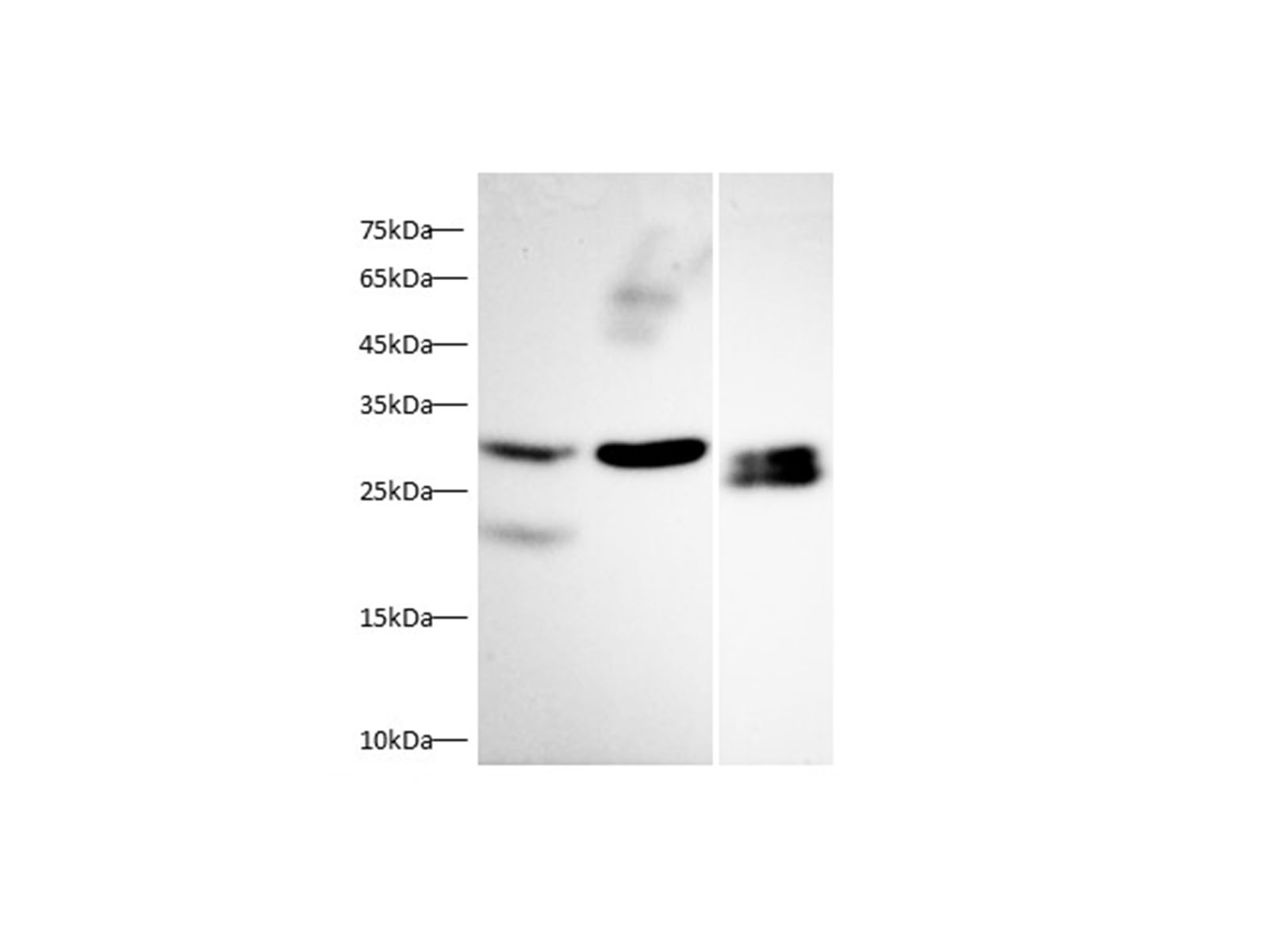 Валидация Elabscience D-AB-10438L