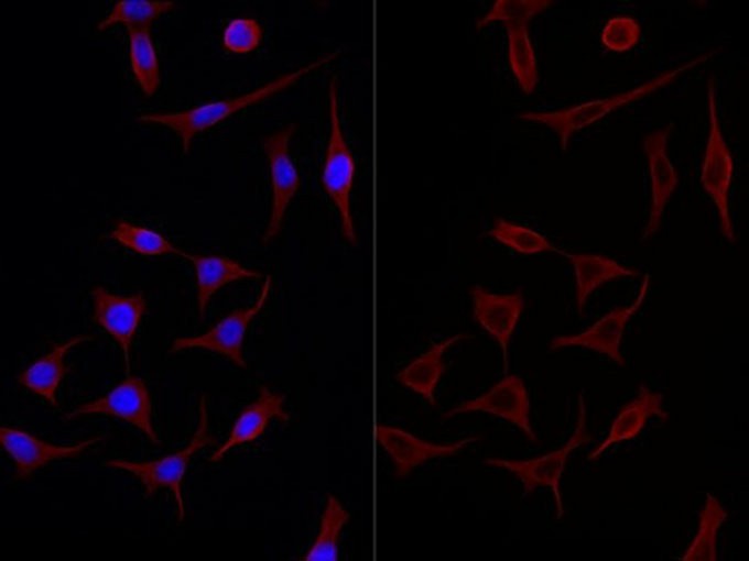 Валидация Elabscience E-AB-48019