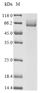 SDS-PAGE