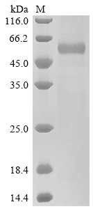 SDS-PAGE