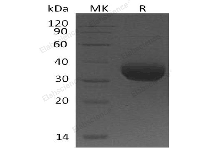 Валидация Elabscience PKSH032132(2666)