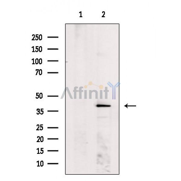 Валидация Affinity DF3238 - 14075