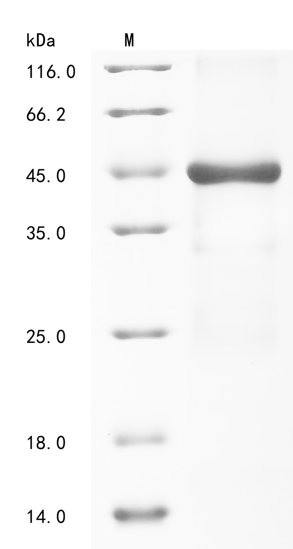 SDS-PAGE