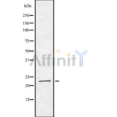 Валидация Affinity DF8378 - 20249