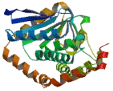 Dodecenoyl Coenzyme A Delta Isomerase (DCI)