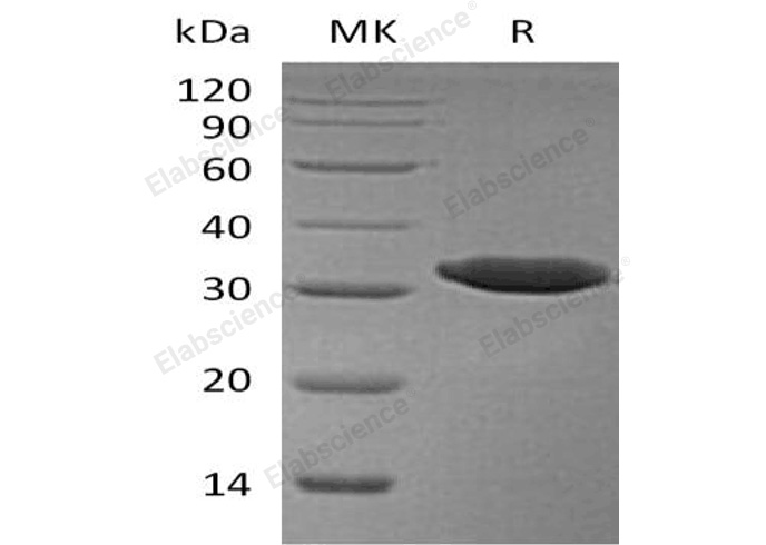 Валидация Elabscience PKSH032404(2885)