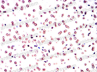 Валидация AntibodySystem RHG48104