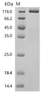 SDS-PAGE
