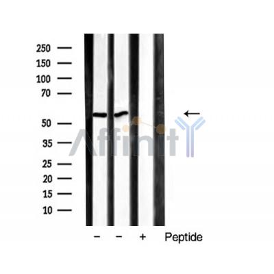 Валидация Affinity AF5210 - 2669