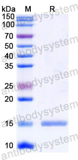 Валидация SDS-PAGE - AntibodySystem RHD15006
