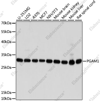 Вестерн-блоттинг, PGAM1, различные клеточные линии
