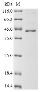 SDS-PAGE