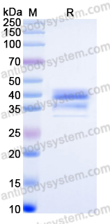 EHP17301, SDS-PAGE