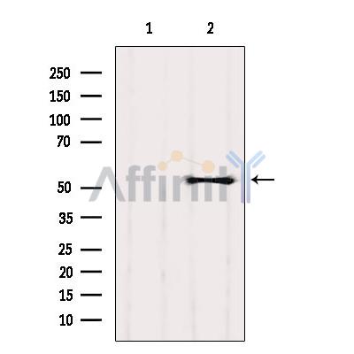 Валидация Affinity DF2772 - 13514