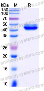 EHJ23901, SDS-PAGE