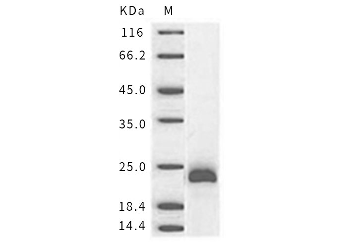 Валидация Elabscience PKSM040353(4357)