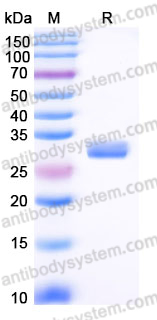AHE32302, SDS-PAGE