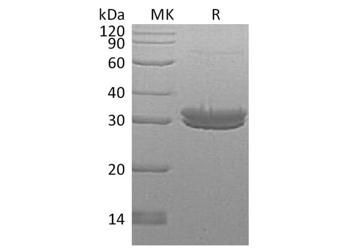 Валидация Elabscience PKSH033421(3746)