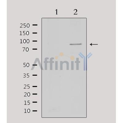 Валидация Affinity DF3635 - 14612