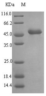 SDS-PAGE