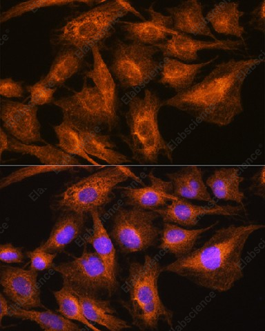 Иммунофлуоресценция, Apolipoprotein A2, клетки C6