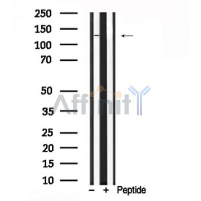 Валидация Affinity AF7827 - 4551