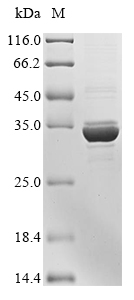 SDS-PAGE