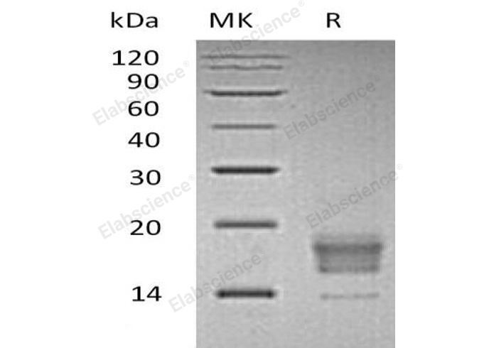 Валидация Elabscience PKSH031356(2082)