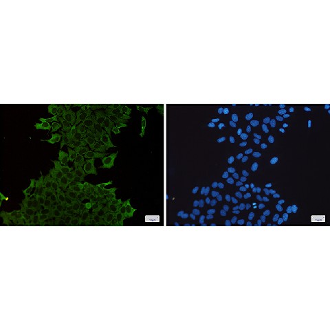 Валидация Elabscience E-AB-81567