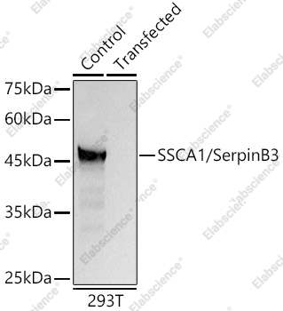Вестерн-блоттинг, SSCA1/SerpinB3, клетки 293T